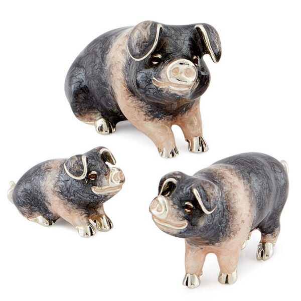 Black And Pink Saddleback Pigs