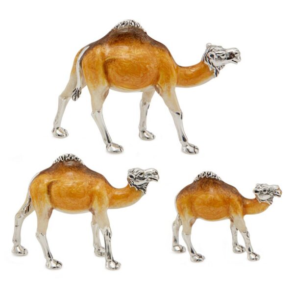 Camel