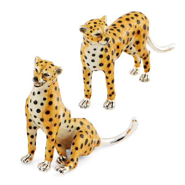 Cheetahs